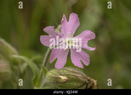 Pink Campion, a Hybrid  between red and white Campions, Silene latifolia x dioica, Silene x hampeana. Stock Photo