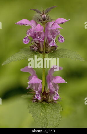 Spotted dead-nettle, Lamium maculatum, in flower in woodland, France Stock Photo