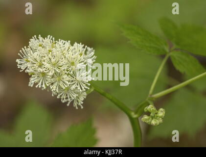 Baneberry, or Herb Christopher, Actaea spicata, in flower in woodland. Stock Photo
