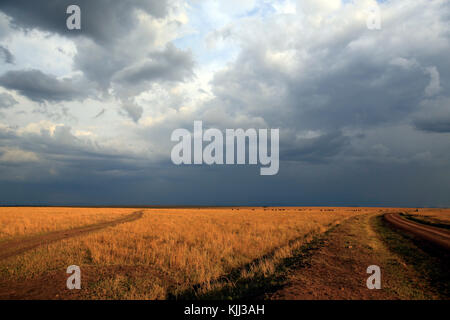 African savanna. Golden plains against blue sky with clouds.  Masai Mara game reserve. Kenya. Stock Photo