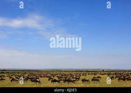 Blue Wildebeest (Connochaetes taurinus) herd migrating through savanna.  Masai Mara game reserve. Kenya. Stock Photo
