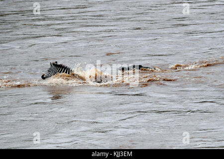 Nile Crocodile (Crocodylus niloticus) attacking Zebra.  Masai Mara game reserve. Kenya. Stock Photo