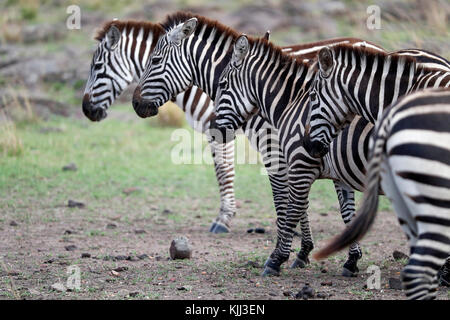 Five plains zebras (Equus burchelli) standing in a row.  Masai Mara game reserve. Kenya. Stock Photo
