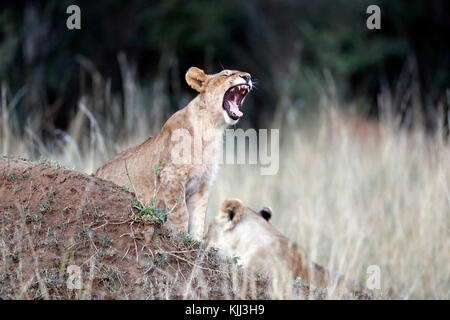 Lioness yawning (Panthera leo).  Masai Mara game reserve. Kenya. Stock Photo