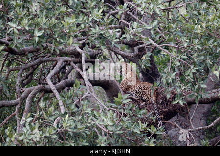 Leopard (Panthera pardus) on a branch of a tree. Masai Mara game reserve. Kenya. Stock Photo