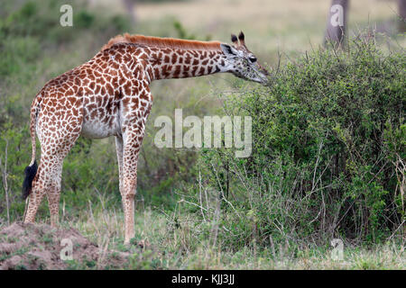 Young Giraffe (Giraffa camelopardalis) in savanna.  Masai Mara game reserve. Kenya. Stock Photo
