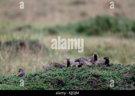 Common dwarf mongoose (Helogale parvula).  Masai Mara game reserve. Kenya. Stock Photo