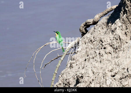 A Little bee-eater (Merops pusillus). Masai Mara game reserve. Kenya. Stock Photo