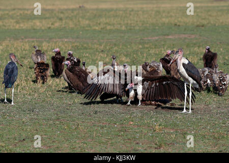 White-backed Vultures (Gyps africanus), on a kill Masai Mara game reserve. Kenya. Stock Photo