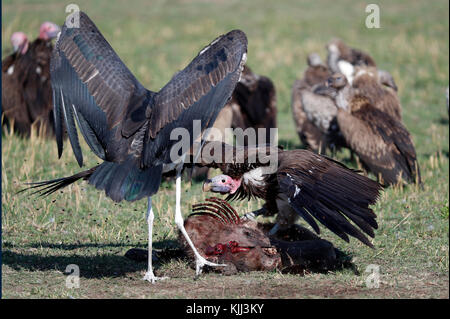 Marabou Stork ( Leptoptilos crumeniferus) Stealing Food From Vultues on a kill? Masai Mara game reserve. Kenya. Stock Photo