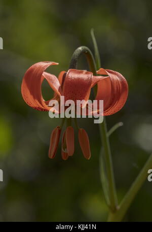 Red lily, Lilium pomponium, in flower in the Maritime Alps. France. Stock Photo