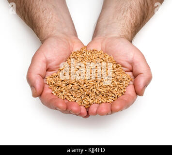 wheat in man's hand isolated on white. with clipping path Stock Photo