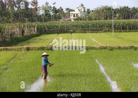 Vietnamese farmer working in her rice field.  Transplanting young rice.  Hoi An. Vietnam. Stock Photo