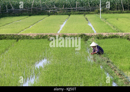 Vietnamese farmer working in her rice field.  Transplanting young rice.  Hoi An. Vietnam. Stock Photo