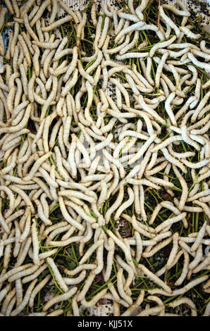 Traditional silk factory. Silk worms.  Dalat. Vietnam. Stock Photo