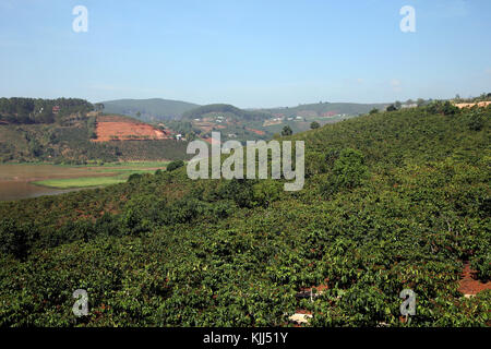Highlands coffee plantation. Dalat. Vietnam. Stock Photo