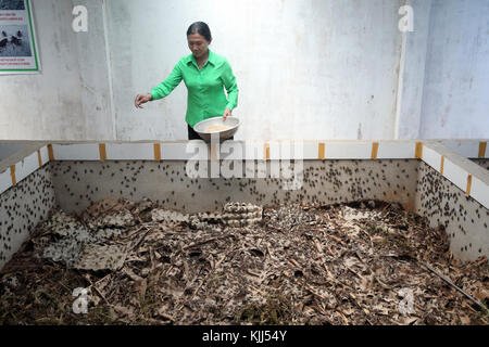 Cricket farm. Edible insects.  Dalat. Vietnam. Stock Photo