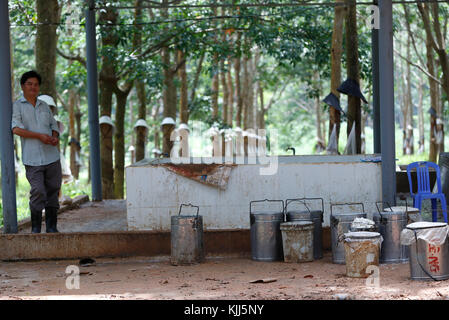 Rubber tree plantation Stock Photo - Alamy