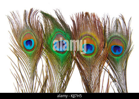 peacock feathers isolated on white Stock Photo