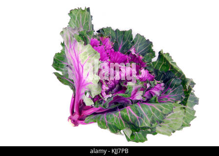 kale cabbage button hole isolated on white Stock Photo