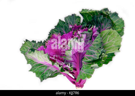 kale cabbage button hole isolated on white Stock Photo