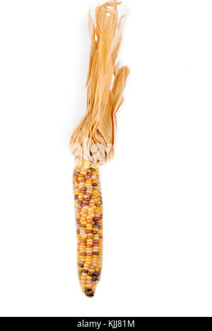 Cob corn Indian isolated on white Stock Photo