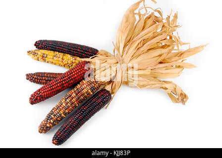 Cob corn Indian isolated on white Stock Photo