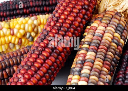 Cob corn Indian isolated on white Stock Photo