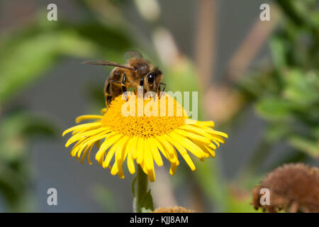 Western Honey Bee on Common Fleabane, UK. Summertime Stock Photo