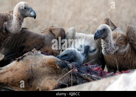 White-Backed Vulture (gyps africanus) at a kill, South Africa Stock Photo