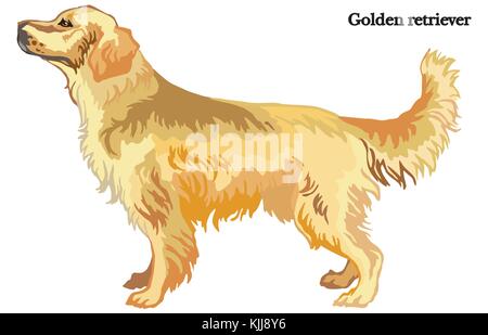 Portrait of standing in profile dog Golden retriever, vector colorful illustration isolated on white background Stock Vector