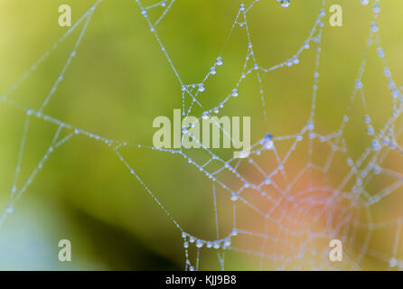 Spider's web on juniper leaves Stock Photo