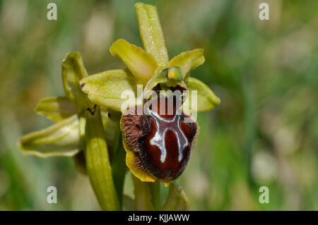 Early Spider Orchid 'Ophrys sphegodes', Flowers April and May, Cliff top habitat, Purbeck, Dorset, UK. Stock Photo