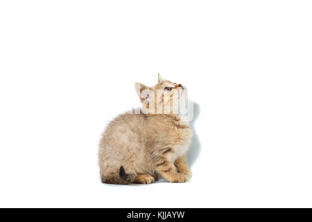 Scottish Straight kitty light colored with stripes of fluffy colors on white isolated background Stock Photo