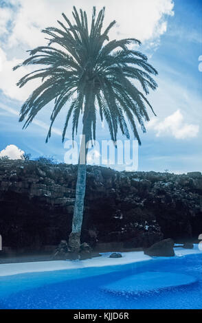 Tropical gardnes with Palm Tree at teh swimming pool area of the Jameos del Agua in Lanzarote, Canary Islands. Stock Photo