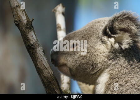 Koala Bear Sanctuary — The Traveling American