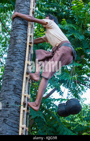 BAGAN, MYANMAR, SEP 06: Burmese farmer climbing a Palm tree for juice to extracting palm sugar in a village near Bagan on September 06 2017 Stock Photo