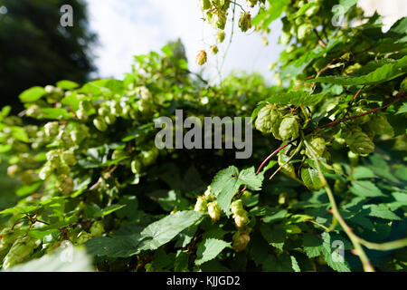 Closeup of hop branch in vegetation. Two wild hop cones hang from a branch in a wildlife garden in London, UK. Hops are used in brewery to give bitter Stock Photo