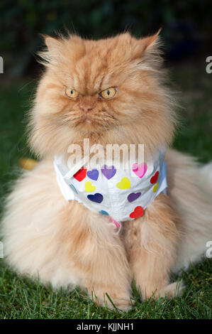 Portrait of orange Persian cat sitting on grass Stock Photo