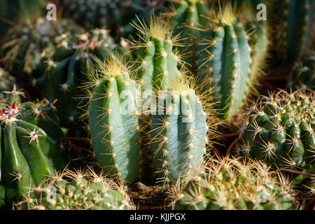 prickly pear cactus seeds Prickly Pear Cactus Seeds Mix - 50+ Seeds - Colorful Varieties main image 1