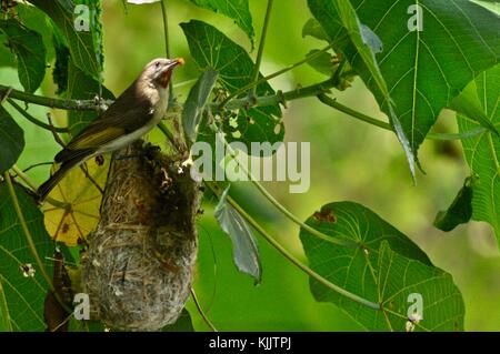 Rufous-throated honeyeater (Conopophila rufogularis) at its nest on a tree overhanging the Ross River, Townsville, Queensland, Australia Stock Photo
