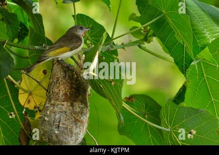 Rufous-throated honeyeater (Conopophila rufogularis) at its nest on a tree overhanging the Ross River, Townsville, Queensland, Australia Stock Photo
