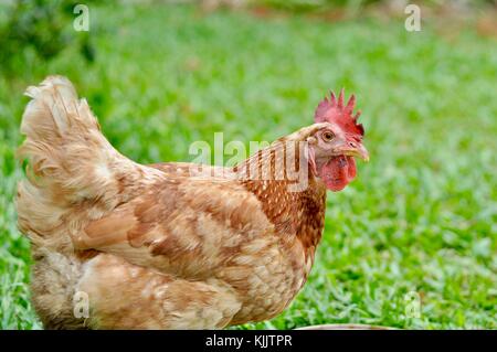 Domestic chickens in a suburban backyard, Sustainable living, Townsville, Queensland, Australia Stock Photo