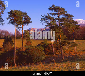 Winter view through the Scots pines towards Inverlochy Castle Hotel, near Fort William, Lochaber, West Highlands Stock Photo