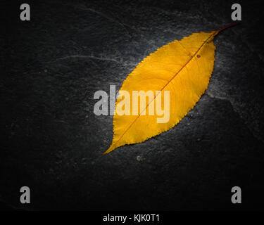 Yellow lonely leaf on a black slate background. A lot of empty space for text Stock Photo