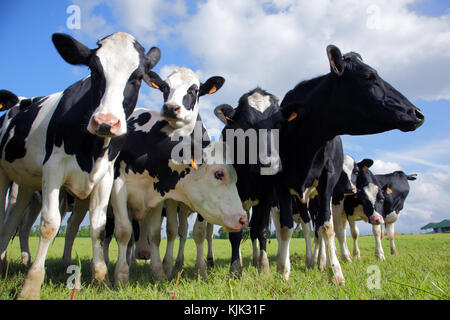 Holstein cows cattle in the meadow Stock Photo