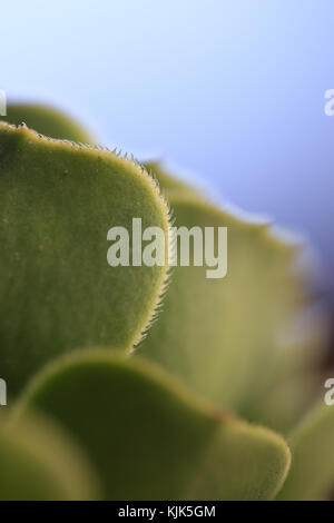 Green Aeonium close up on blue background Stock Photo