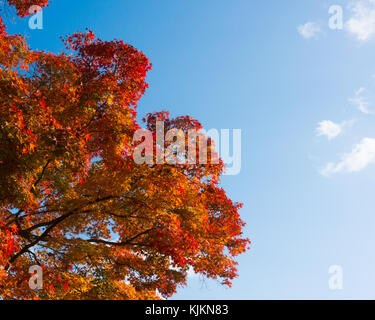 A red leafed japanese maple tree in a park during autumn with the blue sky as a background; picture taken at Kyoto, Japan. Stock Photo