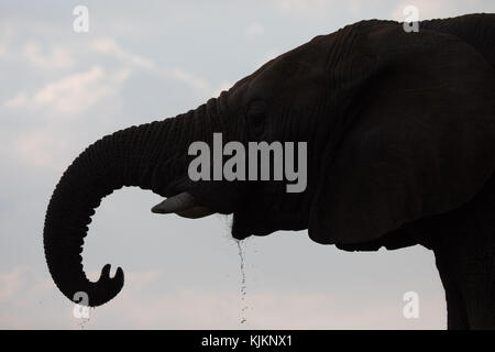 Madikwe Game Reserve. African Elephant (Loxodonta africana) drinking. South Africa. Stock Photo