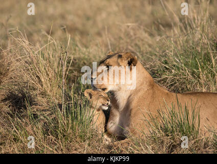 Masai Mara National Reserve.  Lioness and cub (Panthera leo). Kenya. Stock Photo